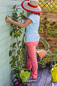Woman cutting a Hardy Kiwi tree along a wall in summer.