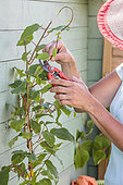 Woman cutting a Hardy Kiwi tree along a wall in summer.