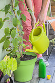 Woman watering a pot-grown Hardy Kiwi on a terrace.
