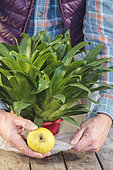 Man enclosing an apple with a bromeliad: trick to make it bloom.