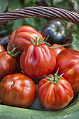 Basket with 'Borsalina F1' tomatoes, a hybrid tomato variety of the Calabrian (or Albenga) type.