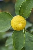 Fruit of the hana yuzu (Citrus hanayu), the "flower yuzu", smaller in size than the yuzu laos and more juicy than the yuzu.