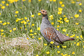 Grey Partridge (Perdix perdix), side view of an adult male standing in the grass, Abruzzo, Italy