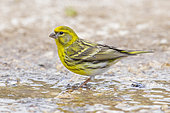 European Serin (Serinus serinus), side view of an adult male standing on the ground, Abruzzo, Italy