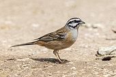 Rock Bunting (Emberiza cia), side view of an adult male standing on the ground, Abruzzo, italy