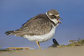 Ringed Plover (Charadrius hiaticula), side view of a juvenile standing on the sand, Campania, Italy