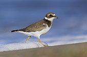 Ringed Plover (Charadrius hiaticula), side view of a juvenile running away from a wave, Campania, Italy