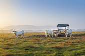 Charolais' cattle in a pasture at sunrise in autumn, Pas de Calais, France