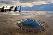 Barrel Jellyfish (Rhizostoma pulmo) stranded on a beach at sunset, autumn, Pas de Calais, Opal Coast, France