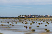 Salt grass on the beach of Le Crotoy at low tide, Baie de Somme, France. The Bay of the Somme has been colonised for many years by the Spartina
