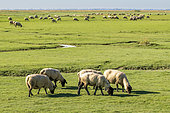 Salt meadow sheep in front of the village of Le Crotoy in autumn, Baie de Somme, France