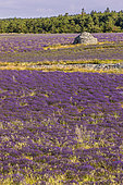 Borie in a lavender (Lavandula hybrida) field in Drôme provençale, Plateau d'Albion, France
