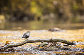 White-throated Dipper (Cinclus cinclus) in the Bourne River, Vercors, Isère, France