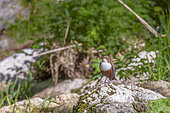 White-throated Dipper (Cinclus cinclus) in the Bourne River, Vercors, Isère, France