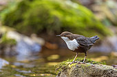 White-throated Dipper (Cinclus cinclus) in the Bourne River, Vercors, Isère, France