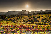 Coucher de soleil sur les vignes et les Dentelles de Montmirail, Vaucluse, Provence, France