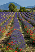 Poppies (Papaver rhoeas) in a lavender (Lavandula hybrida) field, in Drôme provençale, Plateau d'Albion, France