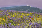 Coquelicots (Papaver rhoeas) dans un champs de lavandin (Lavandula hybrida), en Drôme provençale, Plateau d'Albion, France, avec le mont Ventoux en arrière-plan (1 912 mètres).