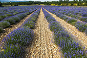 Lavender (Lavandula hybrida) field, in Drôme provençale, Plateau d'Albion, France