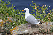 Herring gull (Larus argentatus) adult on a cliff on a sea bottom observing, Finistère, Brittany, France