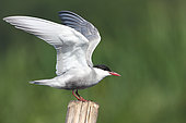 Whiskered tern (Chlidonias hybrida) nuptial adult landing on a stake defending its territory, Loire-Atlantique, France