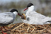 Whiskered tern (Chlidonias hybrida) presenting a fish to its day-old chick while its parent looks on, Loire-Atlantique, France