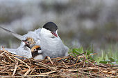 Whiskered tern (Chlidonias hybrida) with 2 day-old chicks warming themselves under the wing, Loire-Atlantique, France