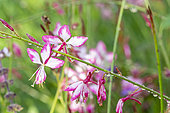 Lindheimer's beeblossom (Gaura lindheimeri) 'Rosy Jane', flowers and dew