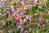 Lindheimer's beeblossom (Gaura lindheimeri) 'Rosy Jane', flowers and dew