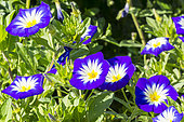 Dwarf Convolvulus (Convolvulus tricolor) ‘Blue Ensign’, flowers