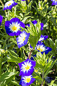 Dwarf Convolvulus (Convolvulus tricolor) ‘Blue Ensign’, flowers