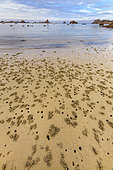 Worm casts of sandworms on the beach of Plougrescant at low tide. Plougrescant (Pointe du Château), Côtes-d'Armor, Brittany, France