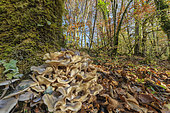 Clump of Honey mushroom (Armillaria mellea) at the foot of a parasitized tree, Haute Savoie, France