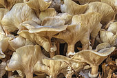 Clump of Honey mushroom (Armillaria mellea) at the foot of a parasitized tree, Haute Savoie, France