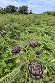 Field of Artichoke (Cynara cardunculus var. scolymus), Plougrescant, Côtes d'Armor, Bretagne, France