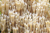 Candelabra Coral (Artomyces pyxidatus) in Bugey, Lavours region, Rhône-Alpes, France