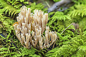 Candelabra Coral (Artomyces pyxidatus) in Bugey, Lavours region, Rhône-Alpes, France