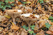 Common Funnel Cap (Infundibulicybe gibba) in a Savoyard hardwood forest, Haute Savoie, France