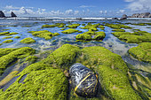 Rocky coastline at low tide, Postolonnec shale. Anse de Verac'h and Tas de Pois, Presqu'ile de Crozon, Finistère, Brittany, France