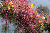 Dodder (Cuscuta sp) on Golden Gorse (Ulex europaeus). Parasitic plant practically devoid of leaves and chlorophyll, Bretagne, France