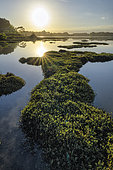 Low tide in the bay of the Rivière d'Etel. Muddy foreshores colonised by obiones, halophytic shrubs forming compact clumps (genus Halimione or Atriplex), Locoal, Morbihan, Brittany, France