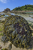 Bladderwrack (Fucus vesiculosus) at low tide in front of Milliau Island. High tide, allowing the passage on foot on the island, Trebeurden, Côtes d'Armor, Brittany, France