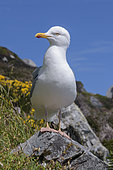 Herring gull (Larus argentatus) on a rock, Brittany, France