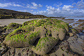 Bioconstruction of Tube-building worm (Sabellaria alveolata) at low tide, Anse de Ty Mark, Baie de Douarnenez, Finistère, Bretagne, France
