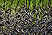 Bioconstruction of Tube-building worm (Sabellaria alveolata) at low tide, Anse de Ty Mark, Baie de Douarnenez, Finistère, Bretagne, France