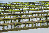 Tables d’ostréiculture à marée basse dans la ria d'Etel. Appellation Huîtres de la Ria d’Étel, Morbihan, Bretagne, France
