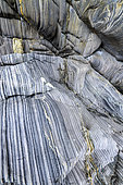 Milliau Island hornfels. Very old metamorphic rocks, dating from the Precambrian (Cadomian orogeny, around minus 600 Ma). The beds correspond to turbidites, Cadomian submarine avalanches, the light beds were sands, the dark beds were clays, Trebeurden, Côtes d'Armor, Brittany, France