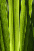 Leaves of Paleyellow iris (Iris pseudacorus), marsh iris or false acore iris, in backlight.