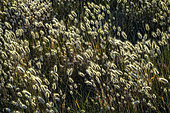 Harestail grass (Lagurus ovatus) on the dunes of Ile Grande, Côtes d'Armor, Brittany, France