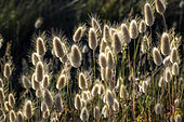 Harestail grass (Lagurus ovatus) on the dunes of Ile Grande, Côtes d'Armor, Brittany, France